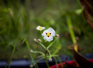 Aquatic plants